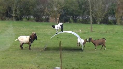 goats playing on metal sheet|FUNNY GOATS BALANCING ON A FLEXIBLE METAL RIBBON .